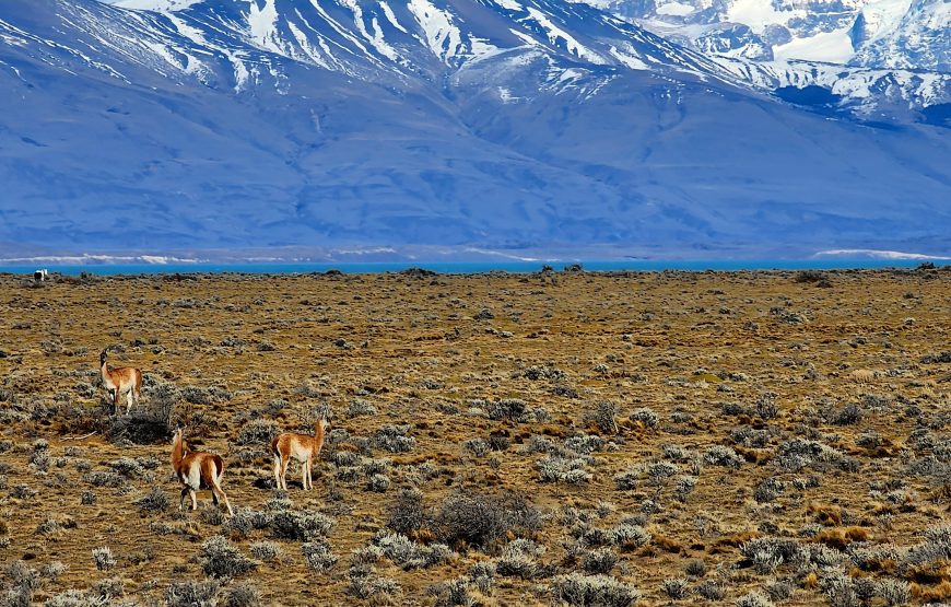 Paquete Calafate y Chalten en 3 días