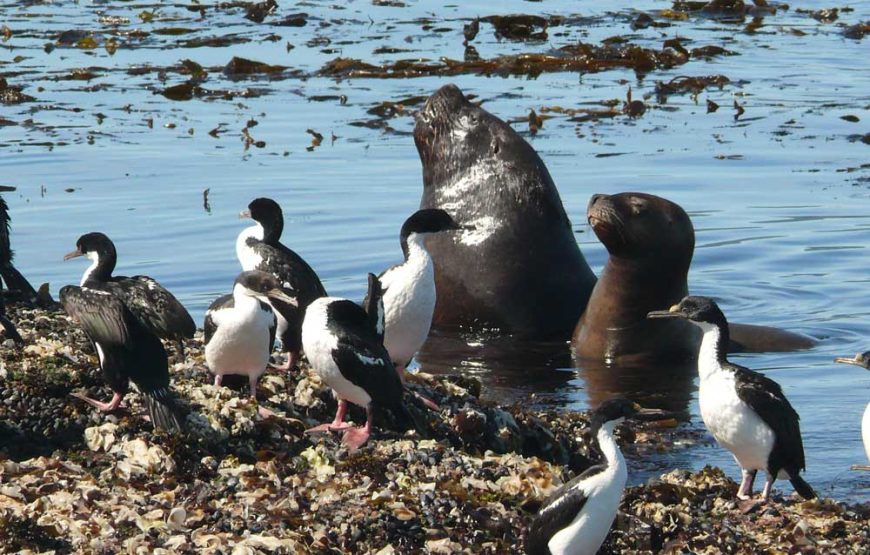 Navegación Canal Beagle – Pingüinera