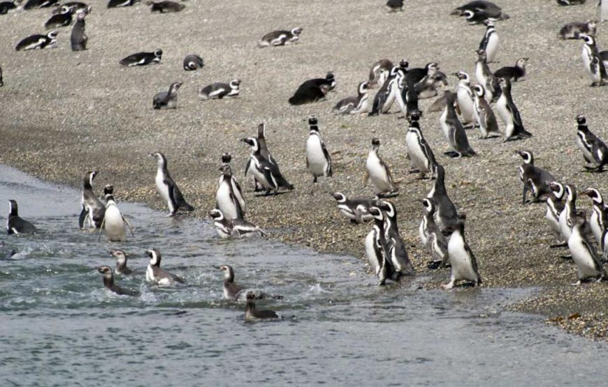 Navegación Canal Beagle – Pingüinera