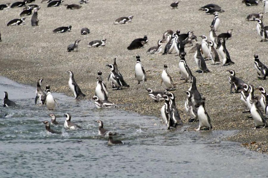 Navegación Canal Beagle – Pingüinera