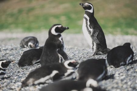 Combo Ushuaia Completa