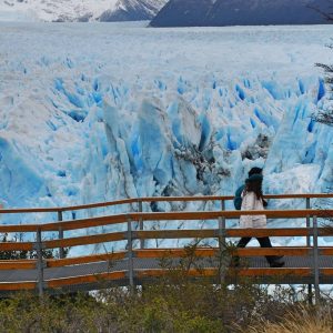 Calafate Clásico